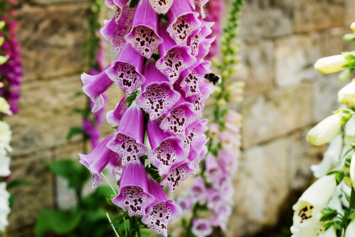 An image of a bee visiting a foxglove © Icy Sedgwick