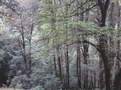 tree trekking denseforest