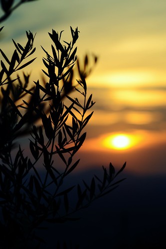 italy colour foglie nikon italia tramonto colore emotion brescia lombardia rami