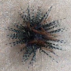 Sea Urchin (Wana)