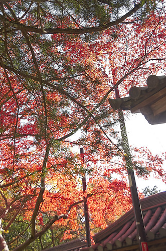【写真】2013 紅葉 : 西明寺/2021-11-25/IMGP3208