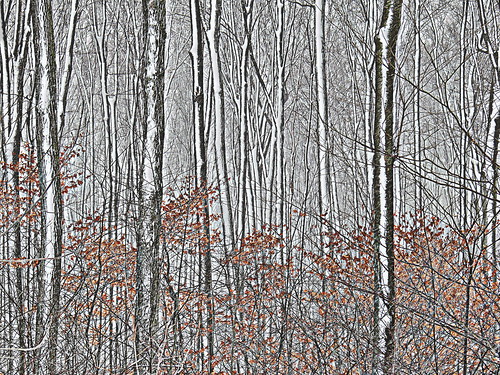 winter snow ontario canada abstract landscape gimp fz30 sugarmaple silkypix retinex americanbeech panasoniclumixfz30 waterlooregion