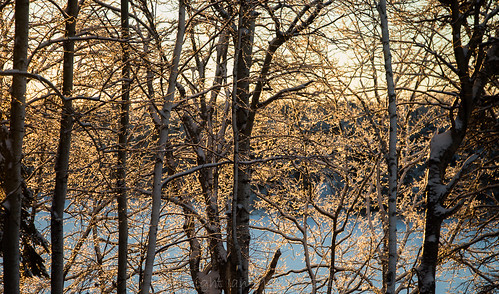 trees winter ice