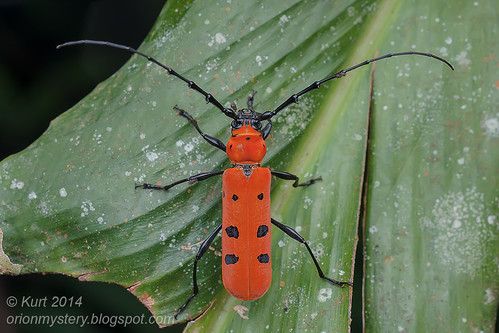 Red longhorn beetle IMG_4963 copy
