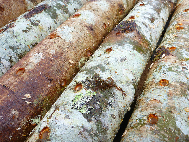 inoculating shiitake logs