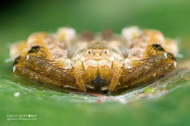 Bird dung crab spider (Phrynarachne sp.) - DSC_4272