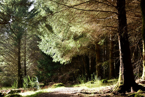 forest tree sunshine nikon d7200 uk scotland fort augustus woodland path river oich treescape landscape