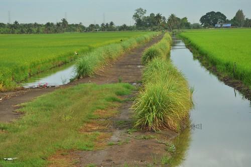 thailand canal paddy lemongrass ricepaddy chachoengsao levee