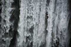 Seagul at Waterfall