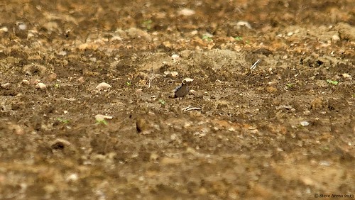 bird richmond rhodeisland migration sandpiper migrant shorebird buffbreastedsandpiper bbsa beaverriverschoolhouseroad