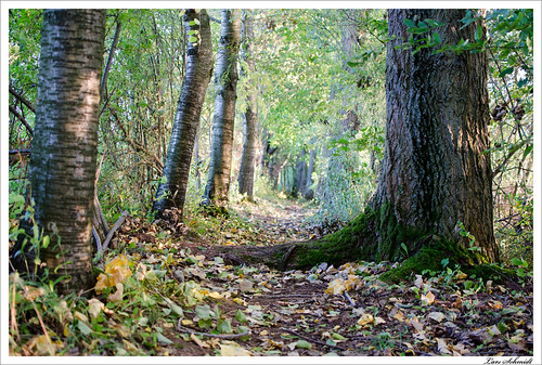 autumn tree nature forest 35mm landscape herbst natur mm 35 landschaft wald baum eichsfeld afsdxnikkor35mmf18g