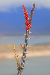 Ocotillo (Fouquieria splendens) flower emerging 2, Roosevelt Lake, Arizona