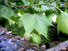 American planetree; sycamore