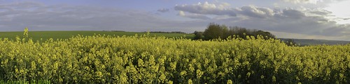 panorama fleurs jaune paysage paysages nwn colza champagneardenne fleursetplantes fantasticnaturegroup