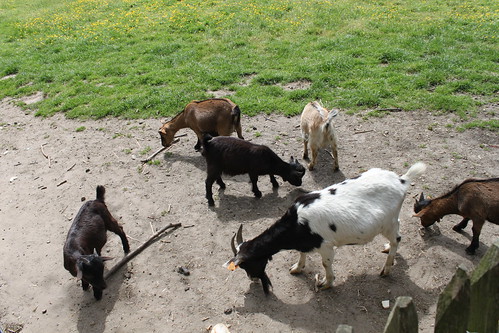 goats in the petting zoo
