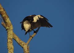 Australian Magpie