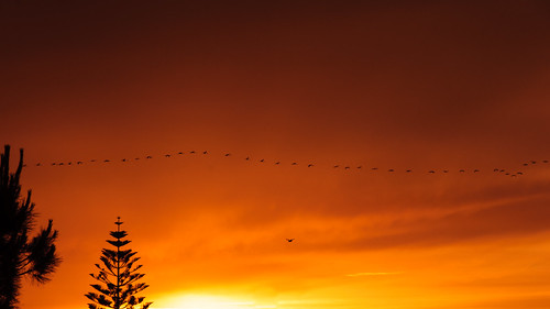 sardegna sunset birds fly nikon tramonto uccelli volo controluce stormo fenicotteri d90 putzuidu nikond90 albitai