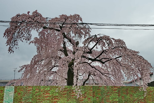 【写真】2013 桜 : 岡崎疎水/2020-09-27/IMGP8822