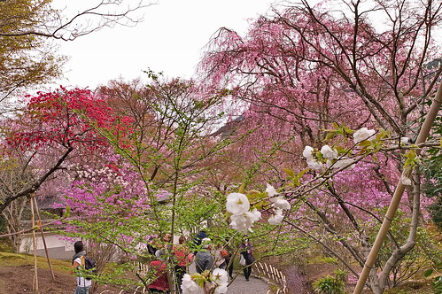 【写真】2013 桜 : 天龍寺/2020-06-17/IMGP9623