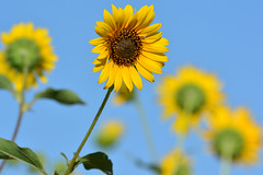 A Short Sunflower Season