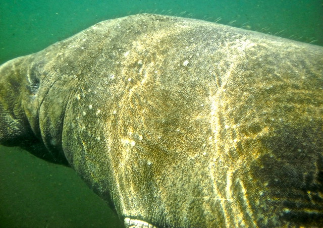 show me a manatee crystal river