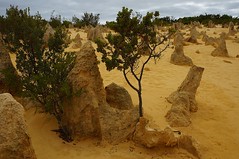 Pinnacles Desert (22)