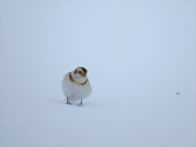 Snow Bunting in Livingston County, IL 02