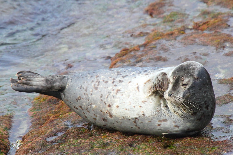 IMG_5377 Harbor Seal Pup