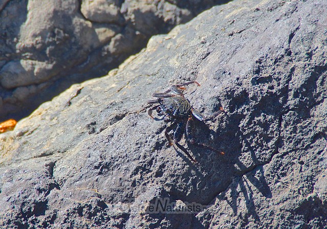black crab 0000 beach 67, Hawaii, USA