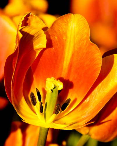 flowers sunset color nature oregon portland tulips woodenshoetulipfarm
