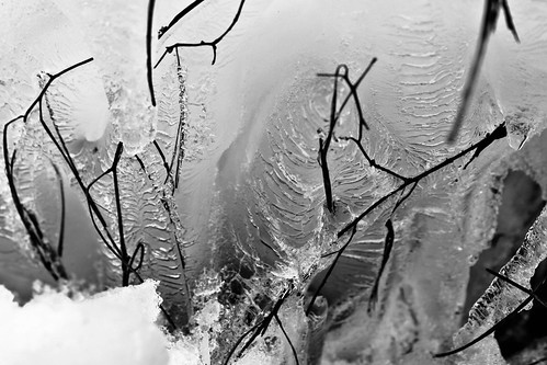 winter blackandwhite snow cold texture ice nature landscape frozen frost branch 500d canon1855mmf3556