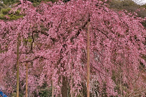 【写真】2013 桜 : 法金剛院/2021-05-24/IMGP8700