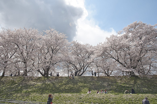 【写真】2014 桜 : 背割堤/2020-12-09/IMGP5797