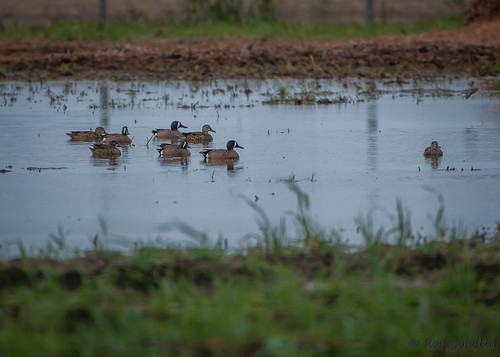 pond teal migration anas bluewinged discors floodedfield birdbirdsleelaramoresumterbluewingedteal