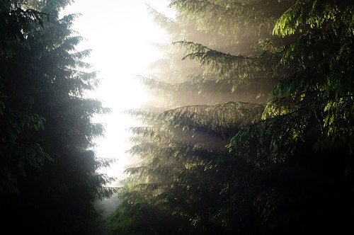sunlight mist nature netherlands misty fog forest walking landscape minolta outdoor hiking wandelen walk sony hike groningen bos wald wandern terapel nex 3n westerwolde minoltaaf28f28 sonynex tempelbos laea2 sonylaea2 nex3n sonynex3n