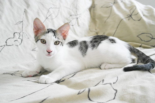 Abel, gatito blanco y pardo cariñoso y activo esterilizado, nacido en Marzo´15, en adopción. Valencia. ADOPTADO. 18807493586_61958f84ae