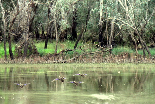 IMG 2553 Ducks flying off over the Condamine River Queensland near Tara