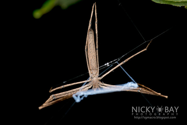 Net-Casting Spider (Deinopis sp.) - DSC_2138
