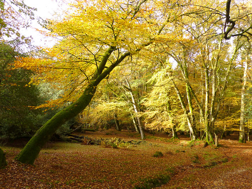autumn england nationalpark oak hampshire newforest nomansland beech worldtrekker