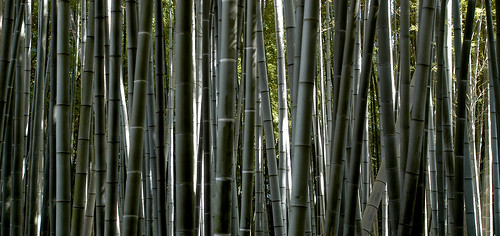bamboo zen magnolia laos nénuphar bambou gard baobab carpe languedocroussillon gardon jardinjaponais anduze bambouseraie lozère cévennes bonzaï bambous prafrance saintjeandugard parcnationaldescévennes bambouseraiedeprafrance ginkgobilobal sudfrance30 séquoiadechine