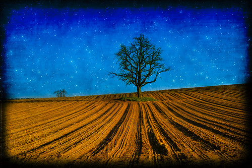 tree texture field photoshop switzerland march farm digitalart 2014 niederhasli