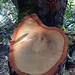 Saw cut oak, Sawyer Camp Trail