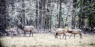 Cataloochee Valley Elk