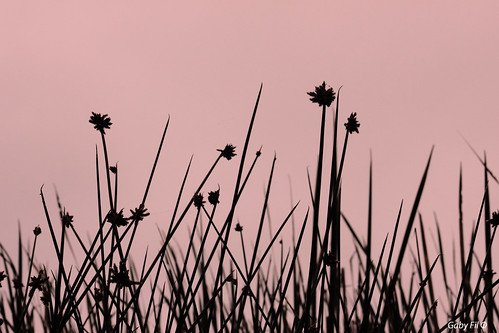 flores lima perú sudamérica pantanodelavilalima