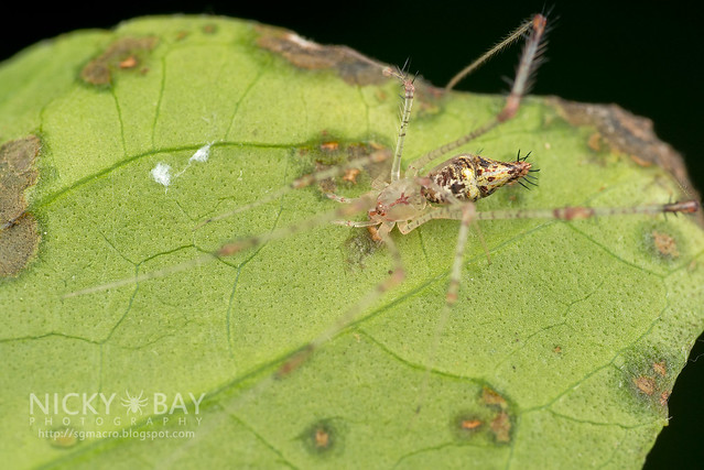 Comb-Footed Spider (Theridiidae) - DSC_3039