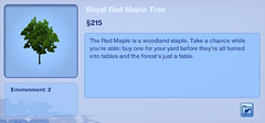 Royal Red Maple Tree