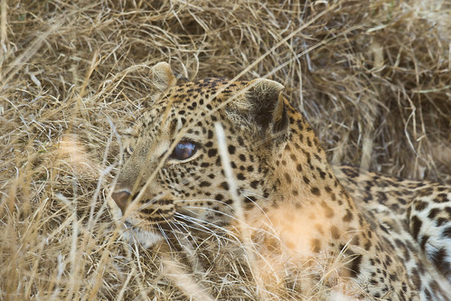 botswana okavangodelta leopard russellscottimages