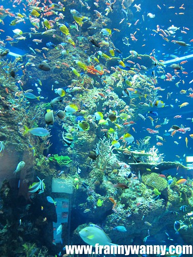 SEA Aquarium SG