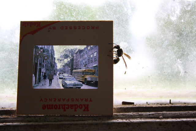 Life goes on (Kodachrome Transparency Processed by Kodak)