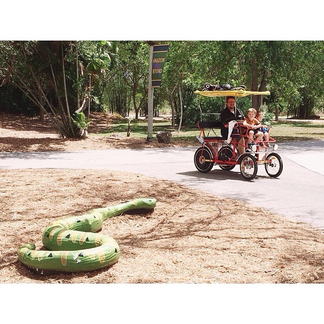 #pictapgo_app #zoomiami my boys on the safari bike. I couldn't imagine doing the #zoo without the bike. We had so much fun using it!